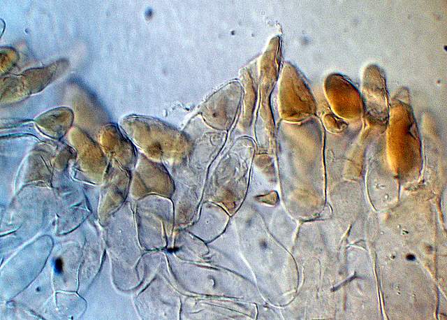 Xerocomus bubalinus   (Oolbekk. & Duin)  Redeuilh